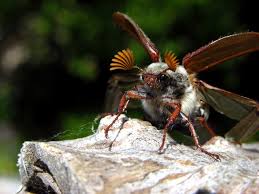 Attēlu rezultāti vaicājumam “Melolontha melolontha”