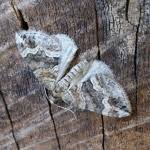 Attēlu rezultāti vaicājumam “Perizoma bifaciata”