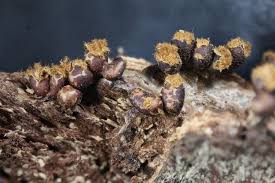 Attēlu rezultāti vaicājumam “Trichia botrytis”