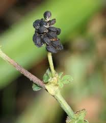 Attēlu rezultāti vaicājumam “Medicago lupulina bud”