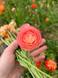 Attēlu rezultāti vaicājumam “Ranunculus brunnescens”