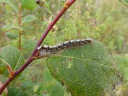 Attēlu rezultāti vaicājumam “Lasiocampa quercus larva”