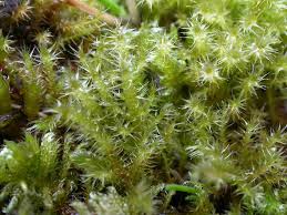 Attēlu rezultāti vaicājumam “Campyliadelphus elodes”