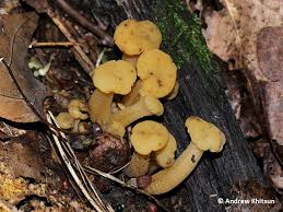 Attēlu rezultāti vaicājumam “Leotia lubrica”