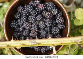 Image result for Rubus sectio