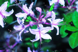 Attēlu rezultāti vaicājumam “Rhododendron periclymenoides flower”