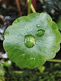 Attēlu rezultāti vaicājumam “Hydrocotyle vulgaris”