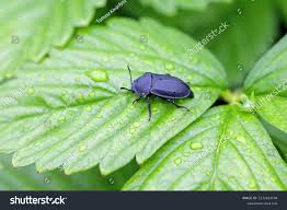 Attēlu rezultāti vaicājumam “Silpha obscura larva”