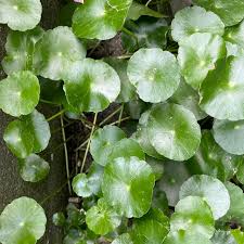 「香菇草」的圖片搜尋結果