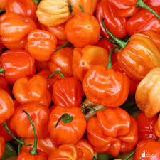 Afbeeldingsresultaat voor aji habanero hot pepper