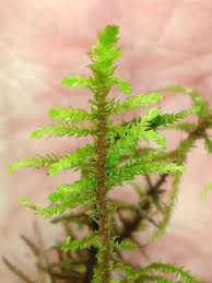 Attēlu rezultāti vaicājumam “Abietinella abietina”