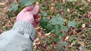 Attēlu rezultāti vaicājumam “Vicia pisiformis”