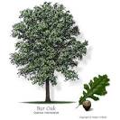Texas Tree Selector: Tree Description