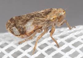 Attēlu rezultāti vaicājumam “Philaenus spumarius nymph”