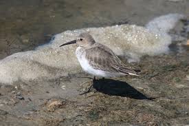 Attēlu rezultāti vaicājumam “Calidris alpina”