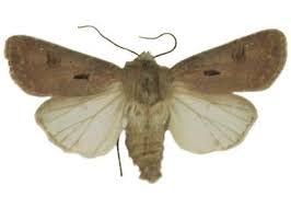 Attēlu rezultāti vaicājumam “Agrotis exclamationis”