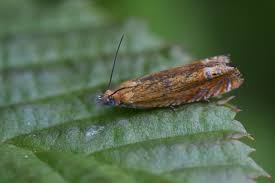 Attēlu rezultāti vaicājumam “Lathronympha strigana”