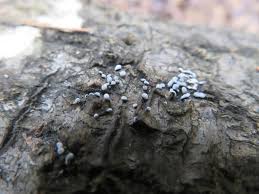 Attēlu rezultāti vaicājumam “Physarum obscurum sessile”