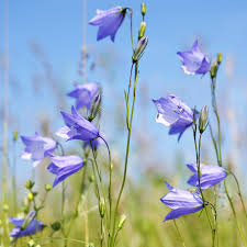 Attēlu rezultāti vaicājumam “Campanula rotundifolia”