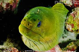 Image result for Gymnothorax funebris