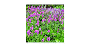 Attēlu rezultāti vaicājumam “Stachys officinalis”