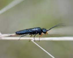 Attēlu rezultāti vaicājumam “Acantholyda erythrocephala”