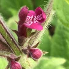 Attēlu rezultāti vaicājumam “Stachys sylvatica flower”
