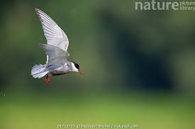 Attēlu rezultāti vaicājumam “Chlidonias hybrida”