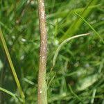 Attēlu rezultāti vaicājumam “Scorzonera humilis leaf”