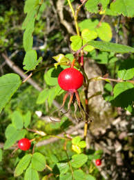 Attēlu rezultāti vaicājumam “Rosa majalis”