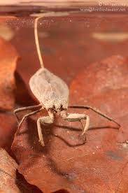 Attēlu rezultāti vaicājumam “Nepa cinerea nymph”