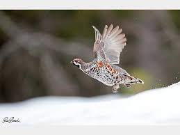 Attēlu rezultāti vaicājumam “Tetrastes bonasia juvenile”