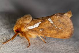 Attēlu rezultāti vaicājumam “Hepialus lupulinus”