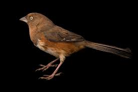 Image result for Pipilo erythrophthalmus