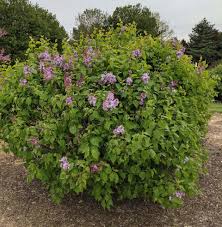 Attēlu rezultāti vaicājumam “Syringa vulgaris”