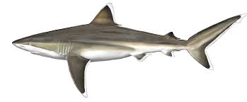 Image result for Nasolamia velox