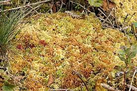 Attēlu rezultāti vaicājumam “Sphagnum austinii sporophyte”