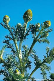 Attēlu rezultāti vaicājumam “Matricaria discoidea leaf”