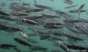 Image result for Clupea pallasii