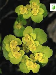 Attēlu rezultāti vaicājumam “Chrysosplenium alternifolium leaf”