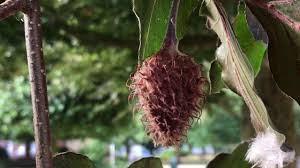 Attēlu rezultāti vaicājumam “Fagus sylvatica fo. purpurea fruit”