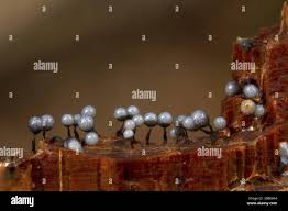 Attēlu rezultāti vaicājumam “Cribraria rubiginosa stalked”