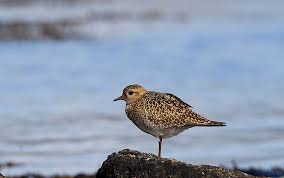 Attēlu rezultāti vaicājumam “Pluvialis apricaria adult”