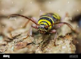 Attēlu rezultāti vaicājumam “Plagionotus detritus”