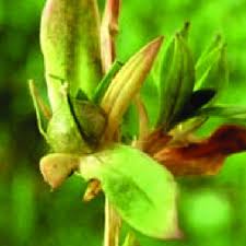 Attēlu rezultāti vaicājumam “Contarinia petioli”