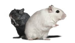 Image result for Gerbil