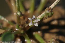 Attēlu rezultāti vaicājumam “Limosella aquatica”