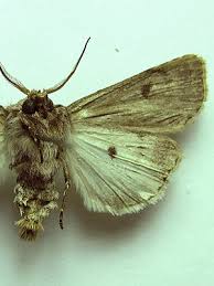 Attēlu rezultāti vaicājumam “Agrotis vestigialis”