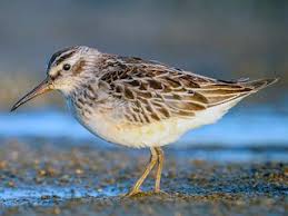 Attēlu rezultāti vaicājumam “Calidris falcinellus adult”