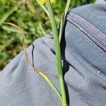 Attēlu rezultāti vaicājumam “Blysmus compressus leaf”